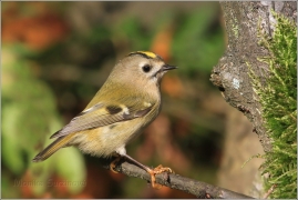 <p>KRÁLÍČEK OBECNÝ (Regulus regulus) /Goldcrest - Wintergoldhähnchen/</p>